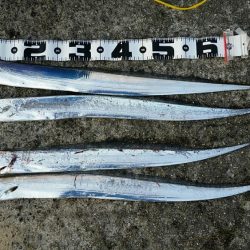 土曜の朝も堅調。タチウオ大型が増えてきました。